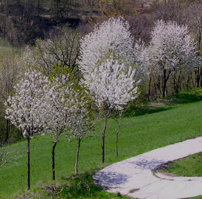 alberi-primavera3.jpg